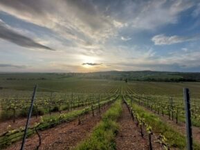 {{brizy_dc_image_alt entityId=