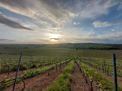 {{brizy_dc_image_alt entityId=