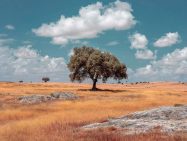 Sobreiro, oak tree, alentejo, paisagem, cortiça, cork, wine