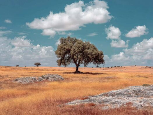 Sobreiro, oak tree, alentejo, paisagem, cortiça, cork, wine
